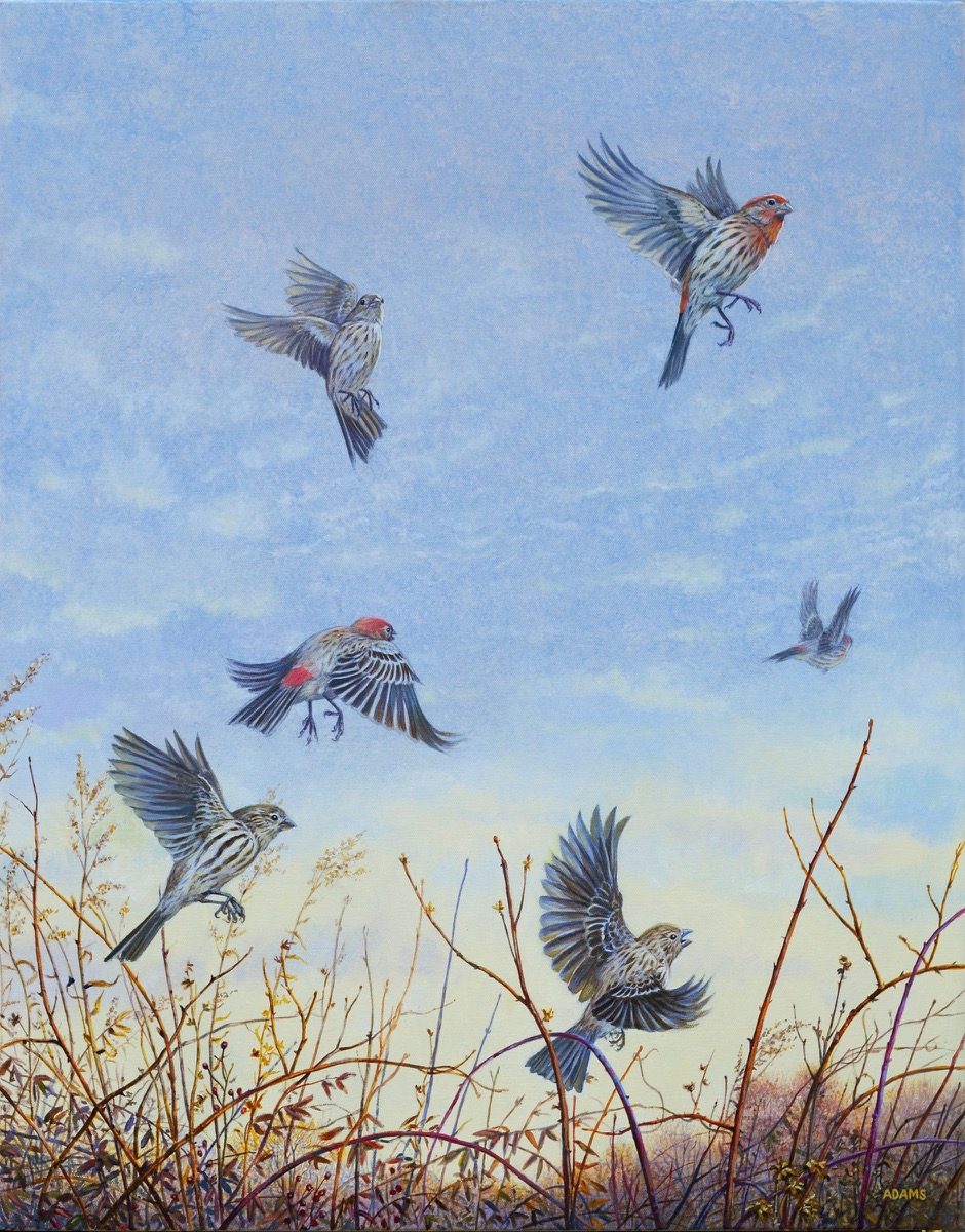 Flying Finches